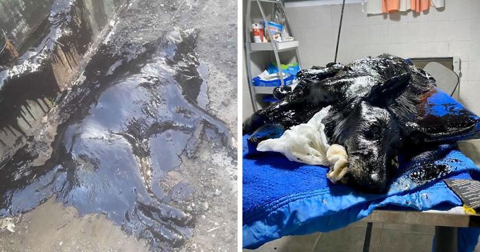 People Discover A Dog 100% Covered In Tar, Work Tirelessly To Save Her, Succeed