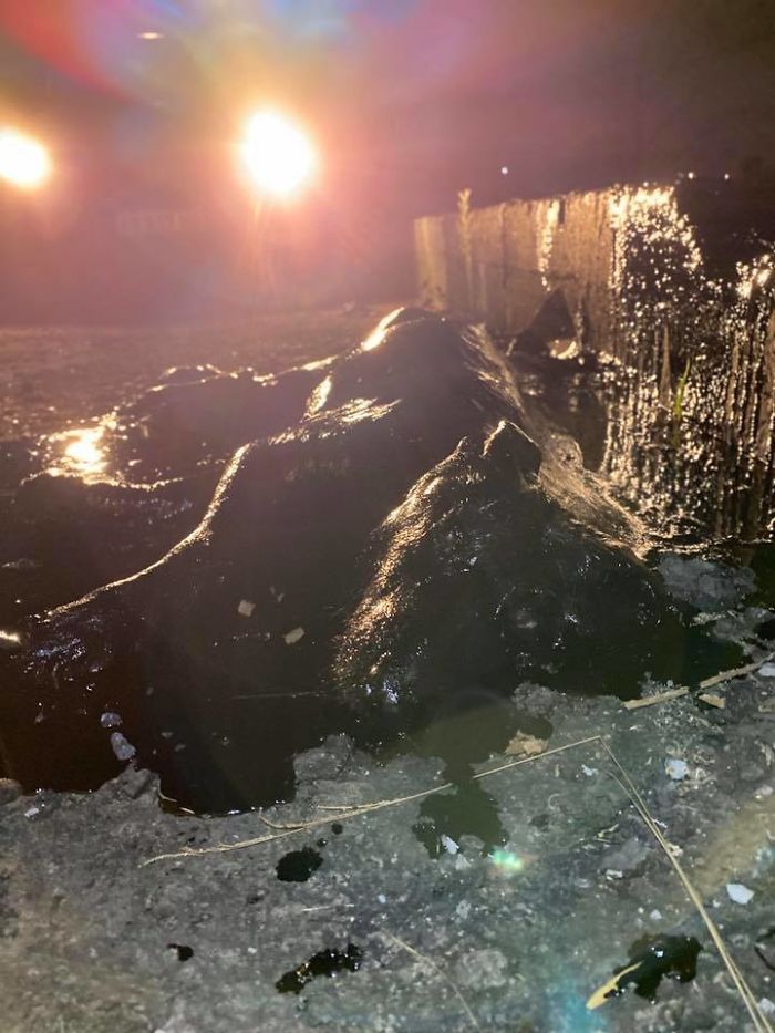 People Discover A Dog 100% Covered In Tar, Work Tirelessly To Save Her, Succeed