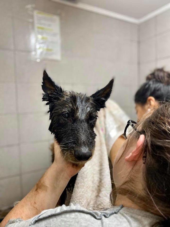 People Discover A Dog 100% Covered In Tar, Work Tirelessly To Save Her, Succeed People Discover A Dog 100% Covered In Tar, Work Tirelessly To Save Her, Succeed