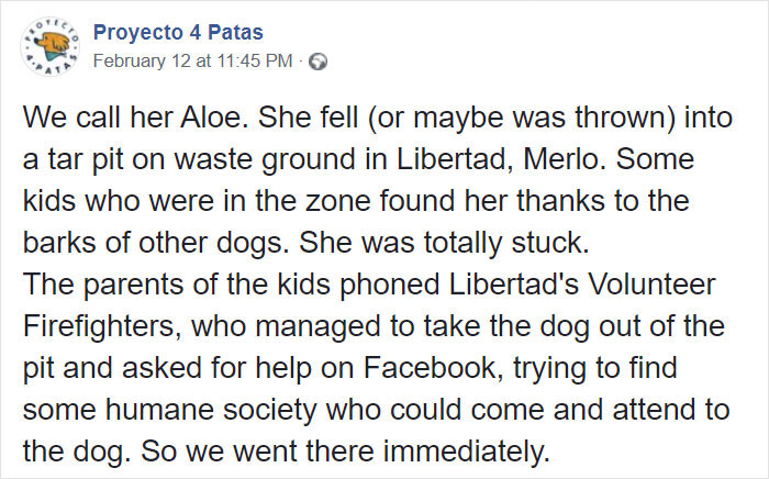 People Discover A Dog 100% Covered In Tar, Work Tirelessly To Save Her, Succeed