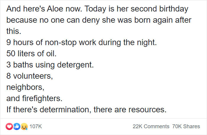 People Discover A Dog 100% Covered In Tar, Work Tirelessly To Save Her, Succeed People Discover A Dog 100% Covered In Tar, Work Tirelessly To Save Her, Succeed
