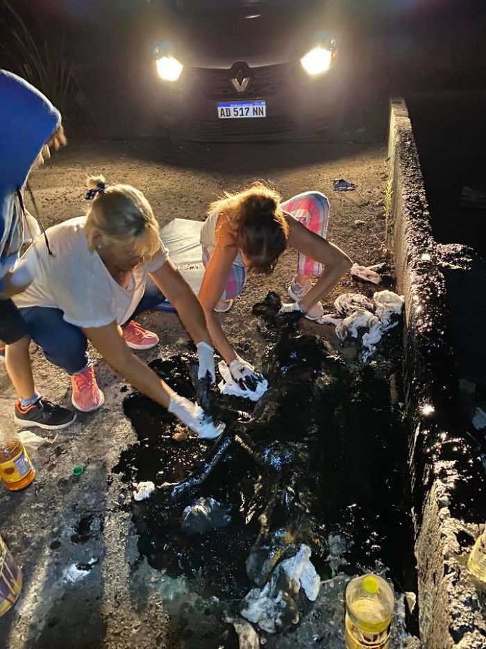 People Discover A Dog 100% Covered In Tar, Work Tirelessly To Save Her, Succeed