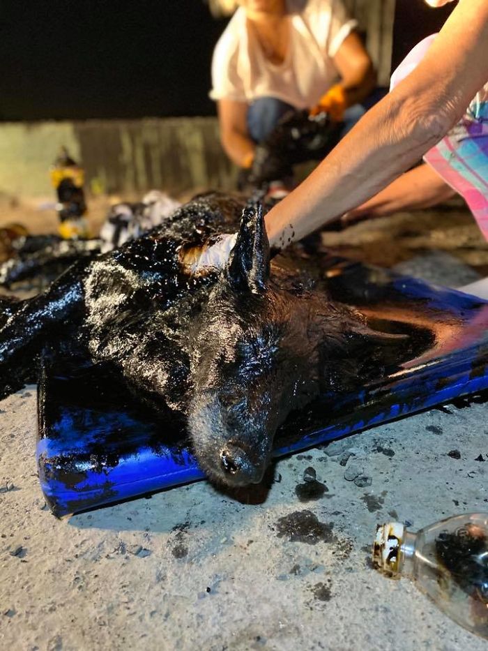 People Discover A Dog 100% Covered In Tar, Work Tirelessly To Save Her, Succeed People Discover A Dog 100% Covered In Tar, Work Tirelessly To Save Her, Succeed