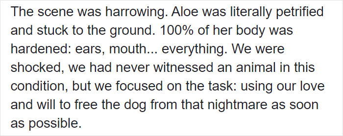 People Discover A Dog 100% Covered In Tar, Work Tirelessly To Save Her, Succeed