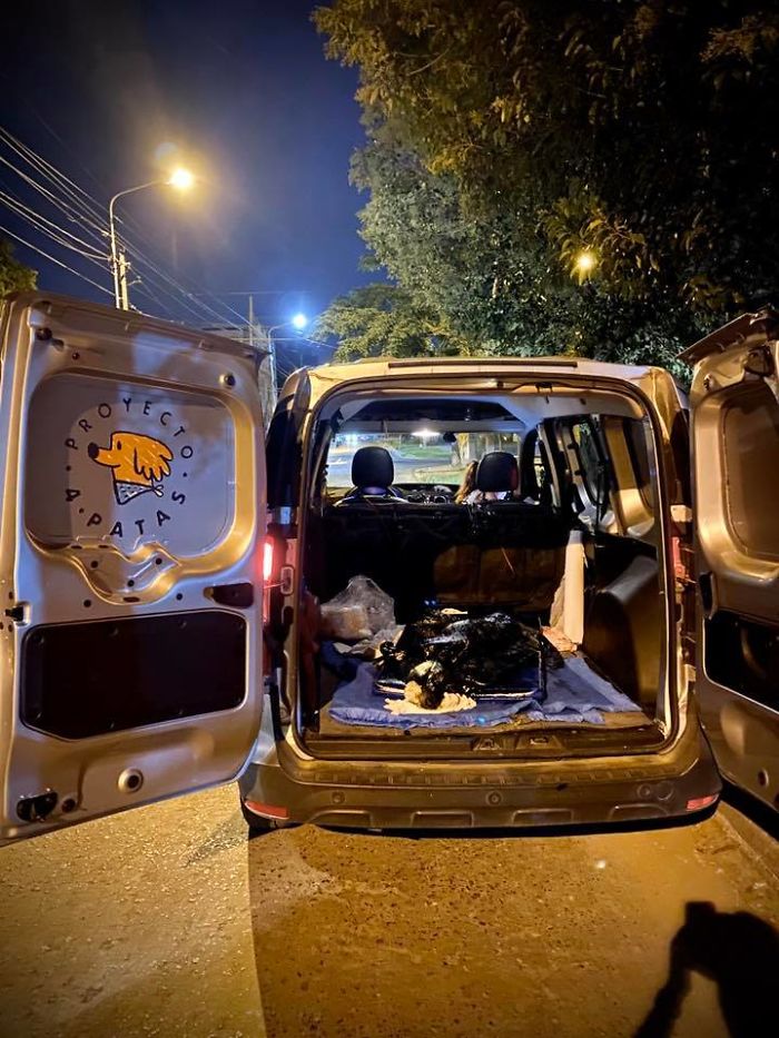 People Discover A Dog 100% Covered In Tar, Work Tirelessly To Save Her, Succeed People Discover A Dog 100% Covered In Tar, Work Tirelessly To Save Her, Succeed