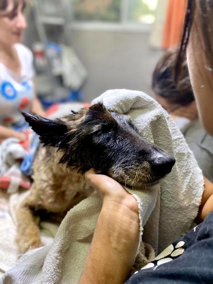 People Discover A Dog 100% Covered In Tar, Work Tirelessly To Save Her, Succeed
