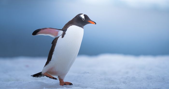 I Photographed Penguins In Antarctica And They Are Cuteness Overload (31 Pics)