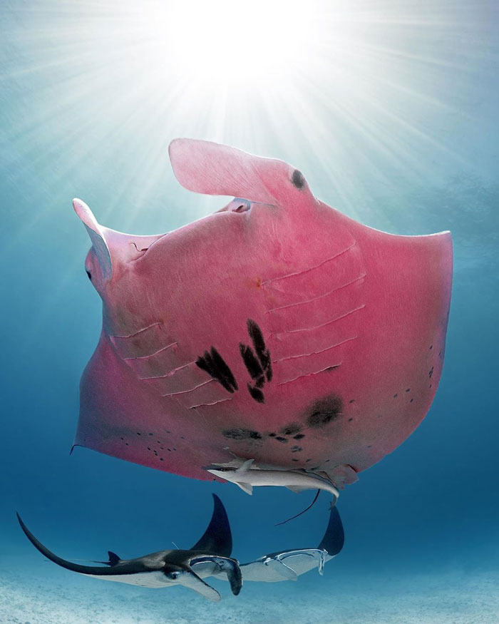 Diver Finds A Majestic Pink Manta Ray So Rare, He Thinks His Camera Is Broken At First