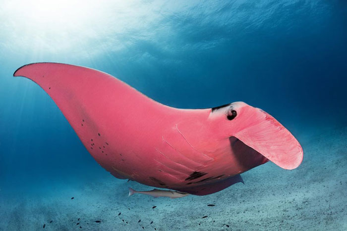 Diver Finds A Majestic Pink Manta Ray So Rare, He Thinks His Camera Is Broken At First