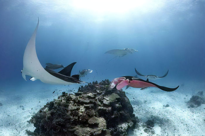 Diver Finds A Majestic Pink Manta Ray So Rare, He Thinks His Camera Is Broken At First