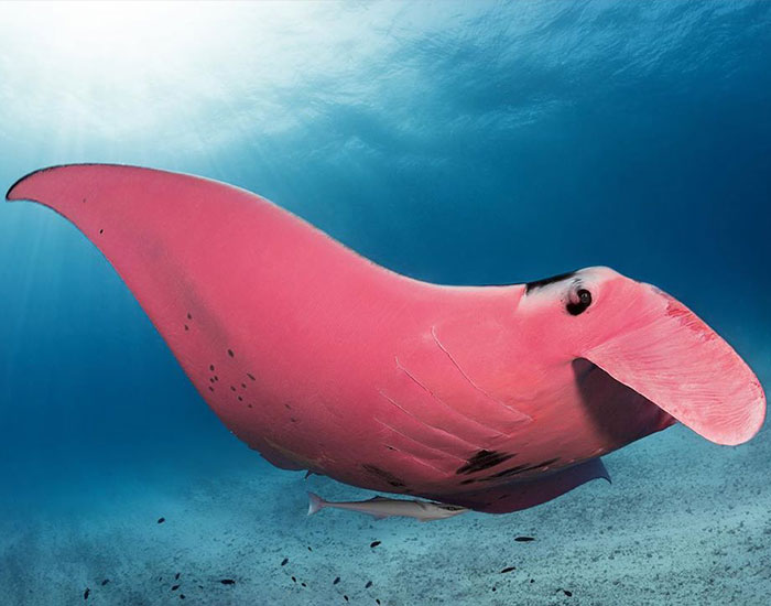Diver Finds A Majestic Pink Manta Ray So Rare, He Thinks His Camera Is Broken At First