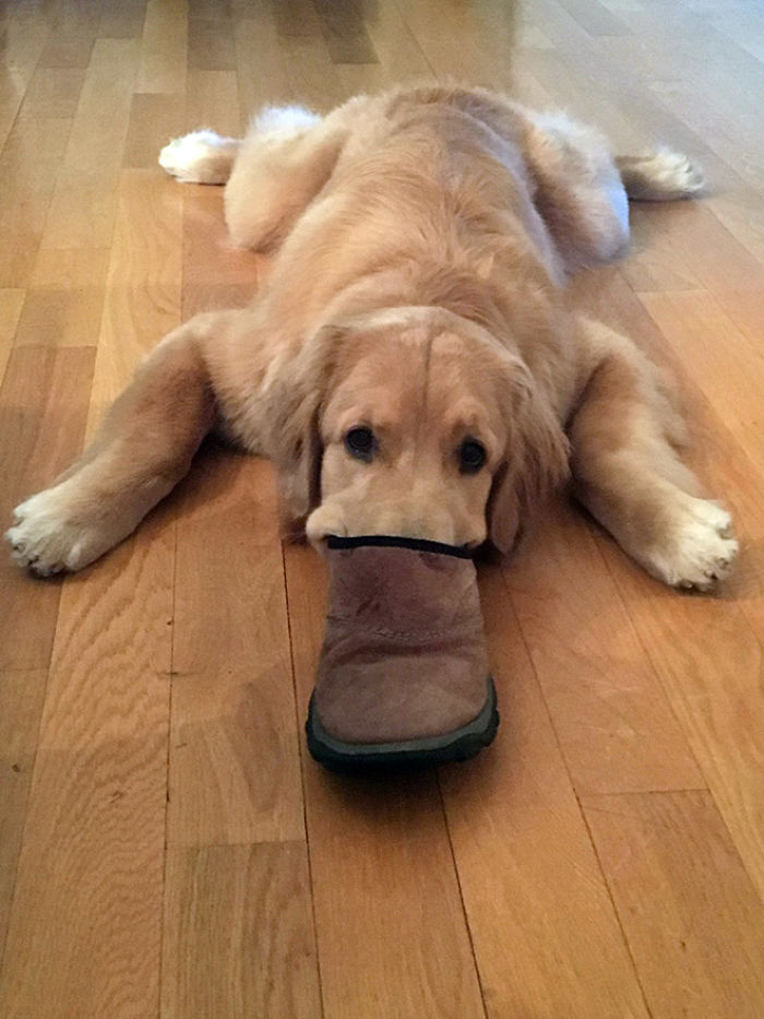 Platypus-Funny-Dog-Pics