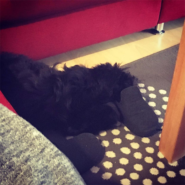 Platypus-Funny-Dog-Pics