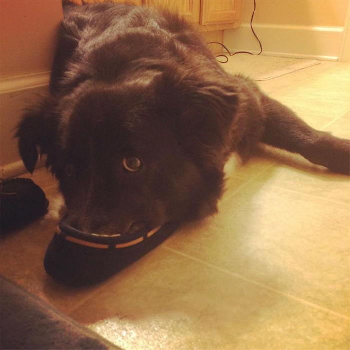 Platypus-Funny-Dog-Pics