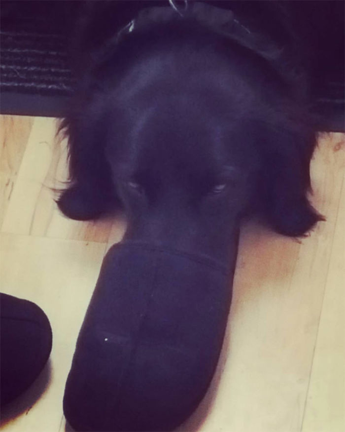 Platypus-Funny-Dog-Pics