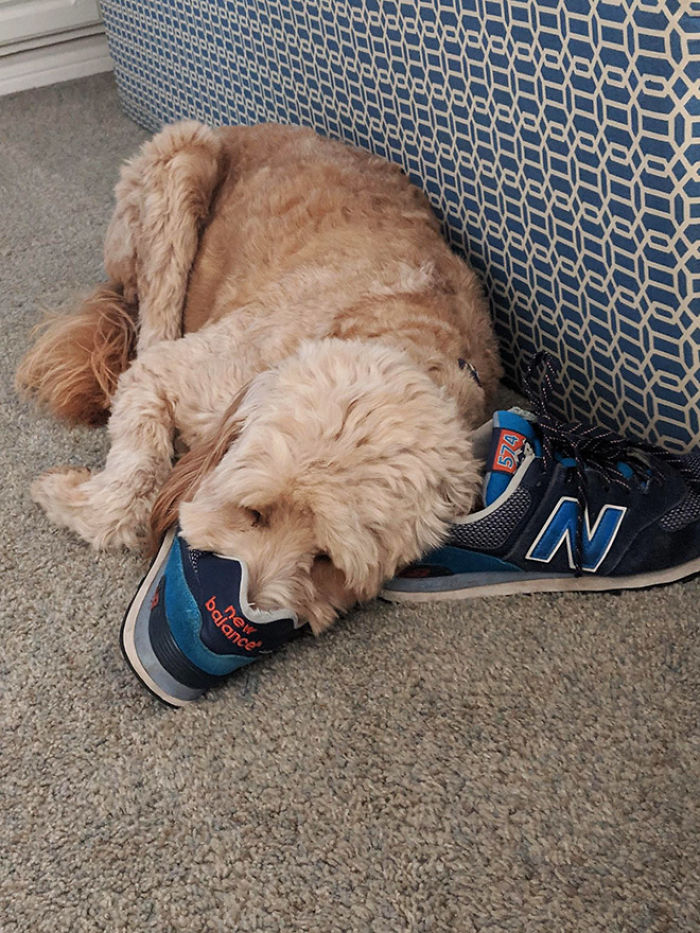 Platypus-Funny-Dog-Pics