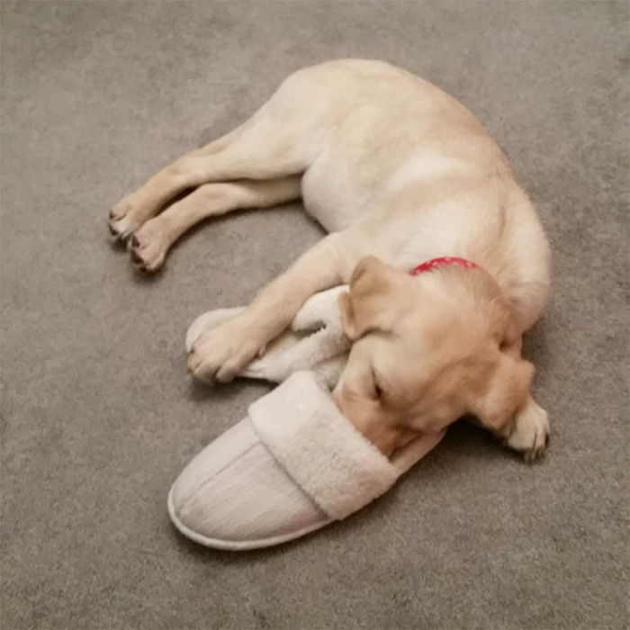 Platypus-Funny-Dog-Pics