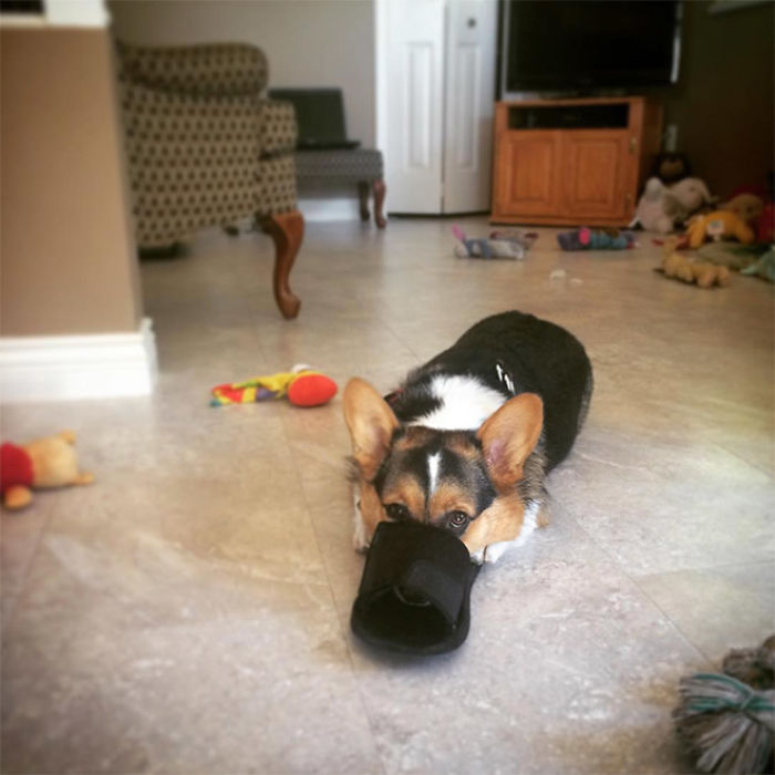 Platypus-Funny-Dog-Pics