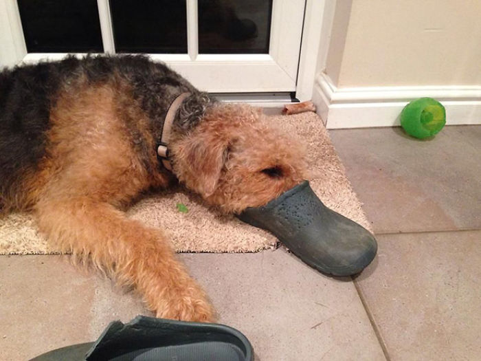 Platypus-Funny-Dog-Pics