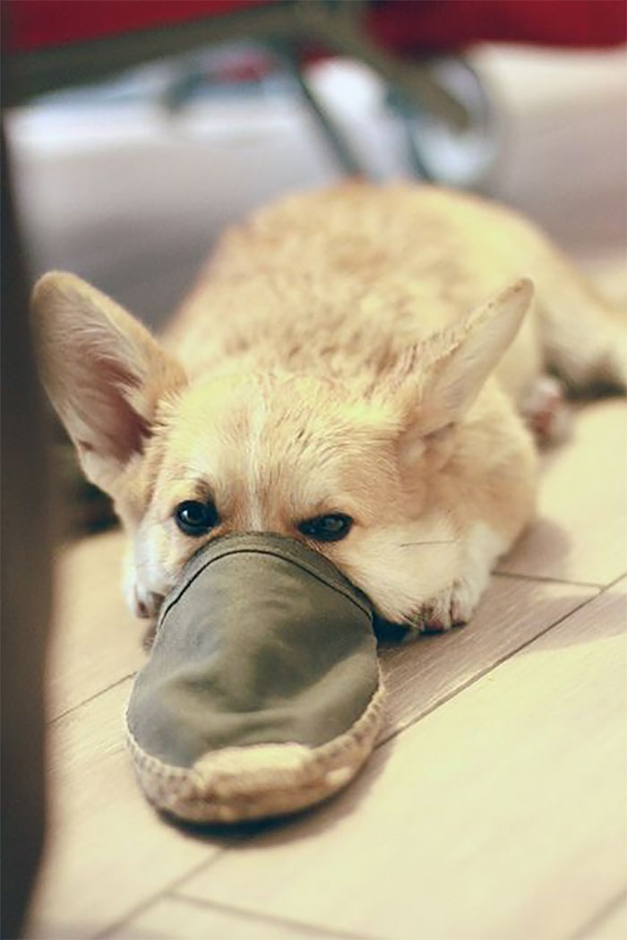 Platypus-Funny-Dog-Pics