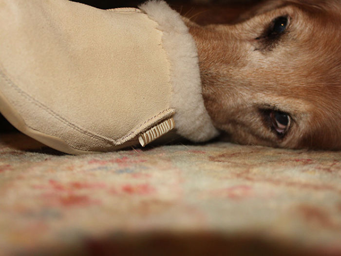 Platypus-Funny-Dog-Pics