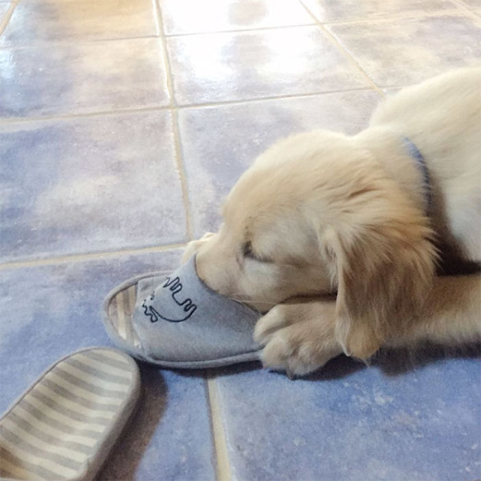 Platypus-Funny-Dog-Pics