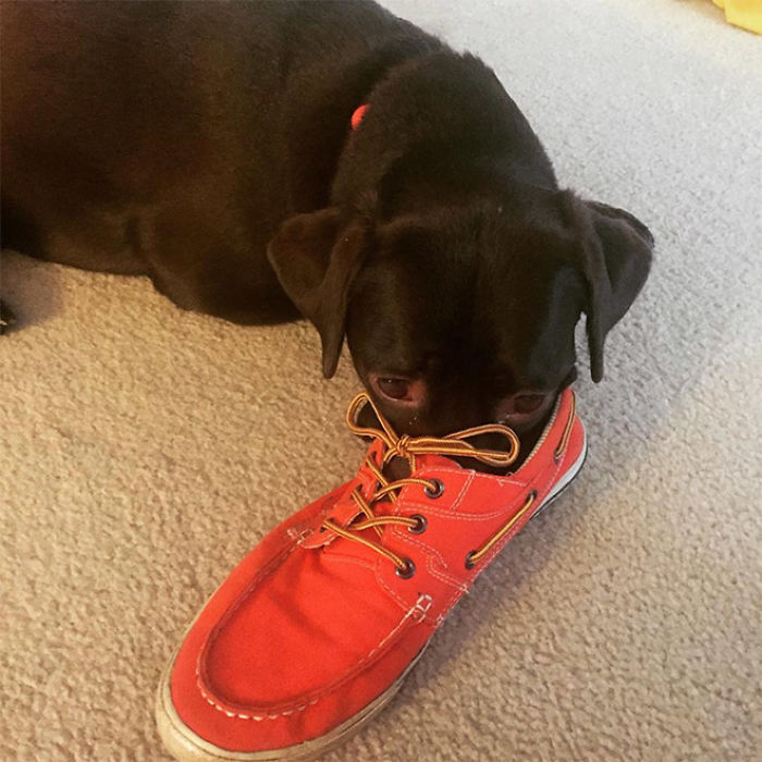 Platypus-Funny-Dog-Pics