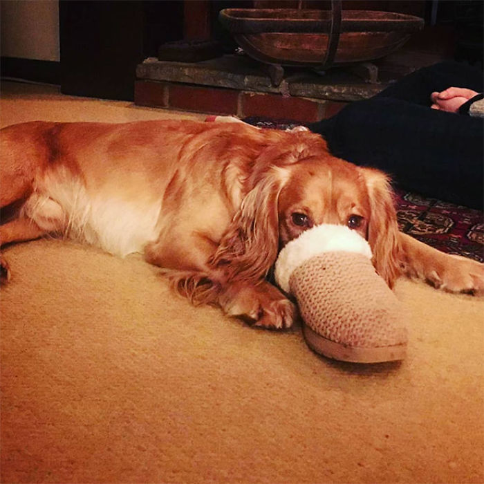 Platypus-Funny-Dog-Pics