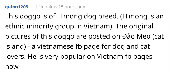 Text discussing an H'mong dog breed, popular on Vietnamese Facebook pages, resembling a cat. Text discussing an H'mong dog breed, popular on Vietnamese Facebook pages, resembling a cat.