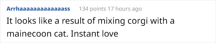 Text comment about a dog resembling a corgi and a cat resembling a Maine Coon. Text comment about a dog resembling a corgi and a cat resembling a Maine Coon.