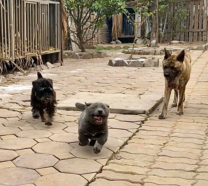 Dog resembling a cat and a cat resembling a dog walking on a stone path outdoors. Dog resembling a cat and a cat resembling a dog walking on a stone path outdoors.