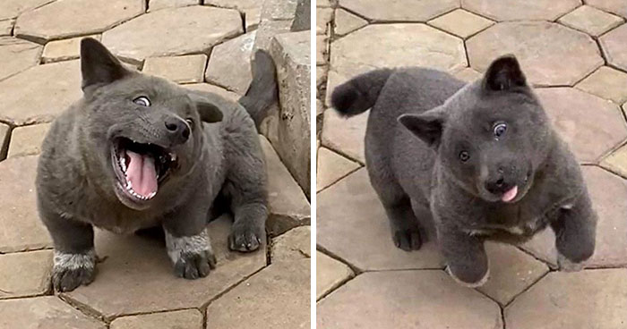La gente dice que este cachorro parece un híbrido de gato y perro, y sus expresiones son divertidísimas