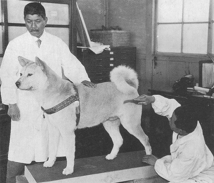 Rare Photos Of Hachiko Patiently Waiting For His Owner Have Surfaced And It's Heartbreaking To See