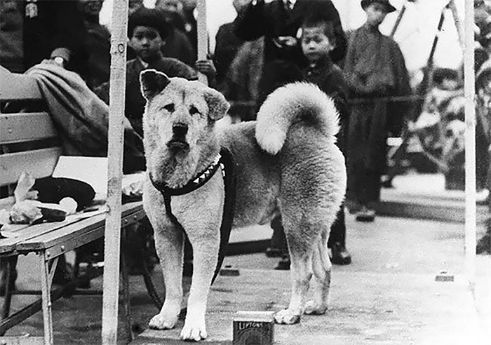 Rare Photos Of Hachiko Patiently Waiting For His Owner Have Surfaced And It's Heartbreaking To See