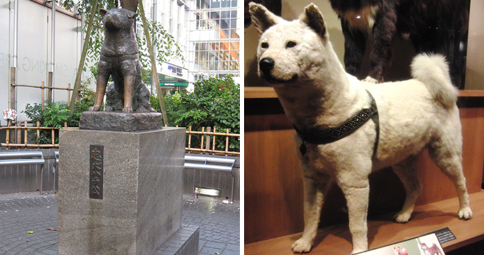 Rare Photos Of Hachiko Patiently Waiting For His Owner Have Surfaced And It's Heartbreaking To See
