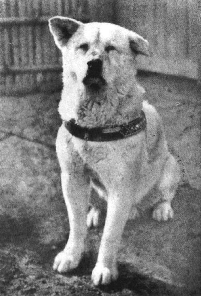 Rare Photos Of Hachiko Patiently Waiting For His Owner Have Surfaced And It's Heartbreaking To See