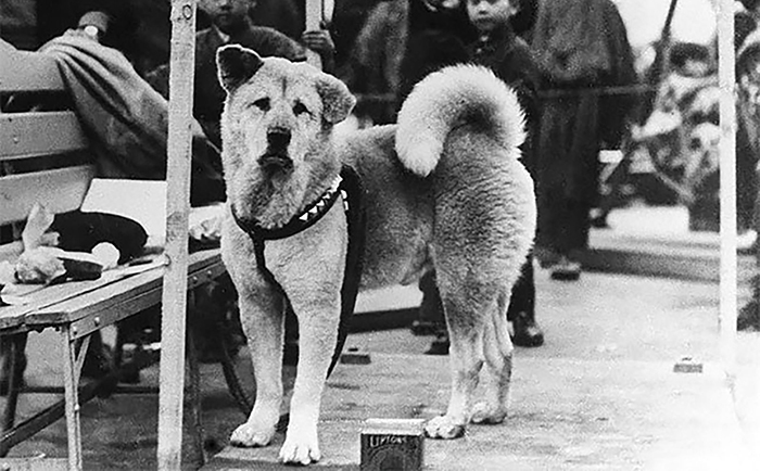 Rare Photos Of Hachiko Patiently Waiting For His Owner Have Surfaced And It’s Heartbreaking To See