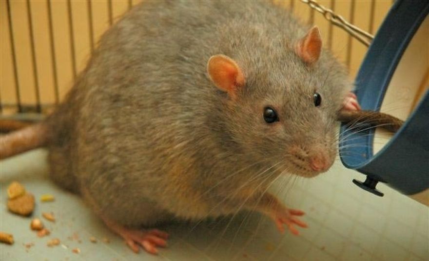 Some Cute Rats To Show That Rats Aren't That Bad