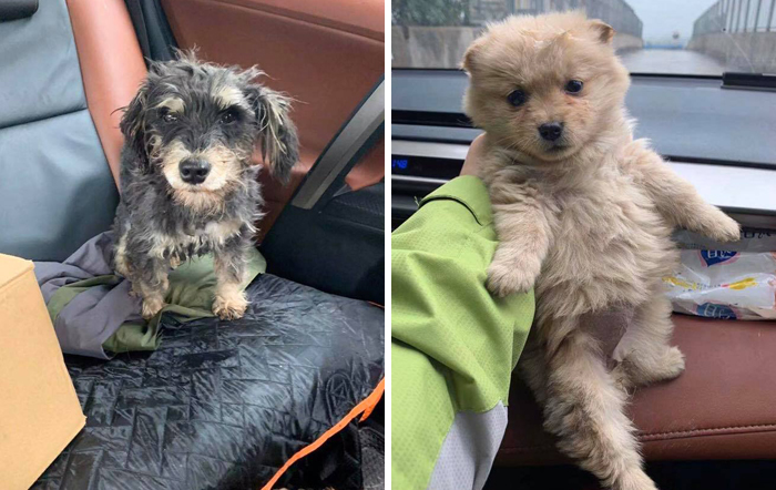 Animal Rescuers Are Breaking Down Doors Of Private Apartments To Rescue Animals Left Behind Due To Coronavirus Outbreak Animal Rescuers Are Breaking Down Doors Of Private Apartments To Rescue Animals Left Behind Due To Coronavirus Outbreak