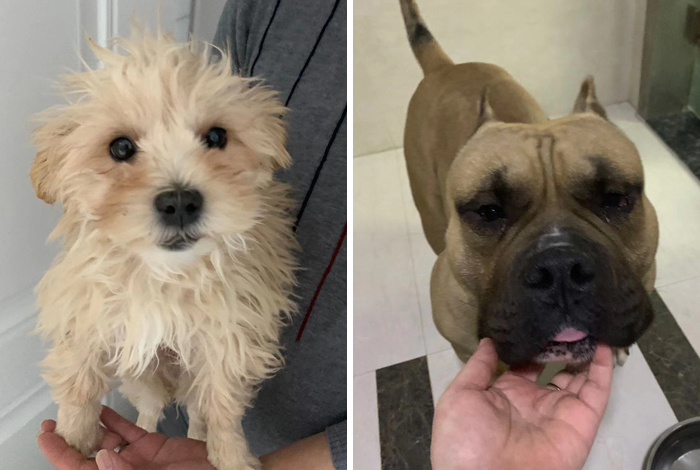 Animal Rescuers Are Breaking Down Doors Of Private Apartments To Rescue Animals Left Behind Due To Coronavirus Outbreak Animal Rescuers Are Breaking Down Doors Of Private Apartments To Rescue Animals Left Behind Due To Coronavirus Outbreak