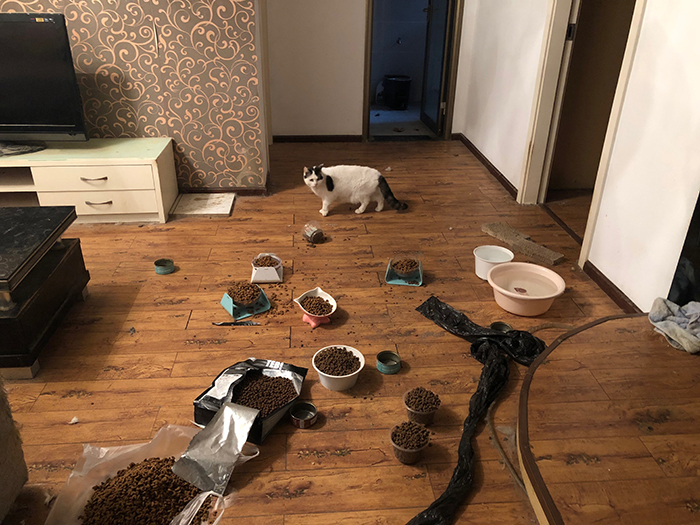 Animal Rescuers Are Breaking Down Doors Of Private Apartments To Rescue Animals Left Behind Due To Coronavirus Outbreak