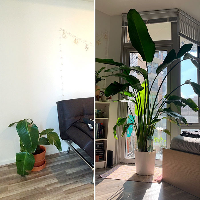 Rescued From The Trash 2.5 Years Ago To Nearly Outgrowing My Apt Today