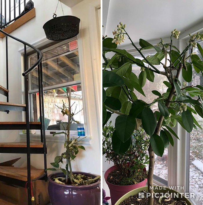 10 Months Later, Lemon Tree Is Back From The Dead!