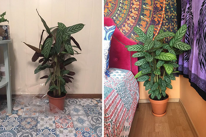 My Ctenanthe Setosa - Left Pic Is When I Brought It Home, Right - 3 Weeks Later