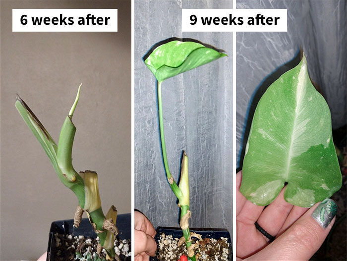 I Recently Had A House Fire Kill Most Of My Plants, My Thai Constellation Refused To Give Up