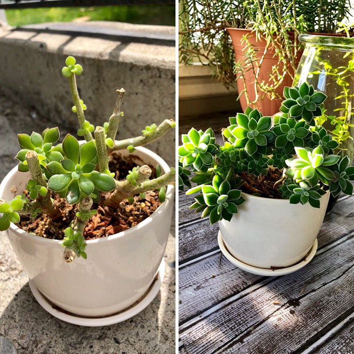 Six Months Progress Of My Beheaded Echeveria Devotion!