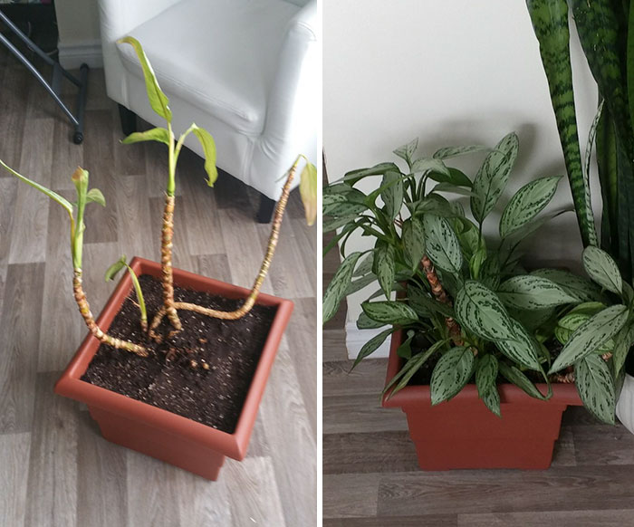I Rescued This Chinese Evergreen That My Friend Gave Me! Before And 2 Years Later