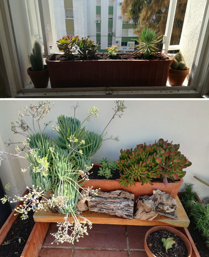 These Succulents That I Moved Them For Obvious Reasons