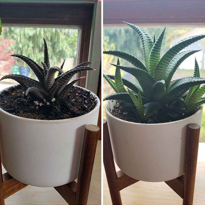 Near Dead Haworthia In April, Beautiful Today