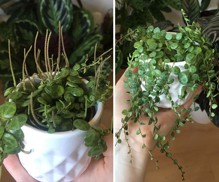 2 Months Ago I Asked For Help Because My String Of Turtles Wouldn’t Grow. Pinched The Flowers Off And Look At It Now! It Won’t Stop Growing 